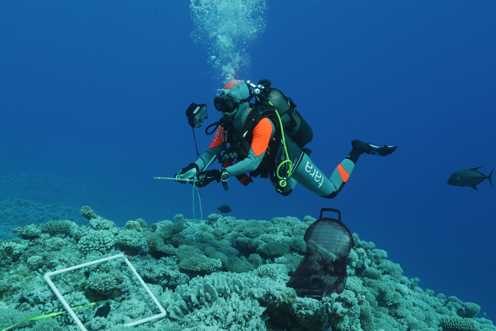 Internationale Studie der JLU zeigt bislang unbekannte Vielfalt mikrobieller Lebewesen in Korallenriffen